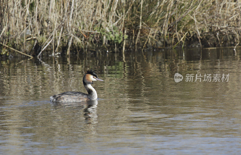 夏季羽毛的大冠毛鸊鷉(Podiceps cristatus)